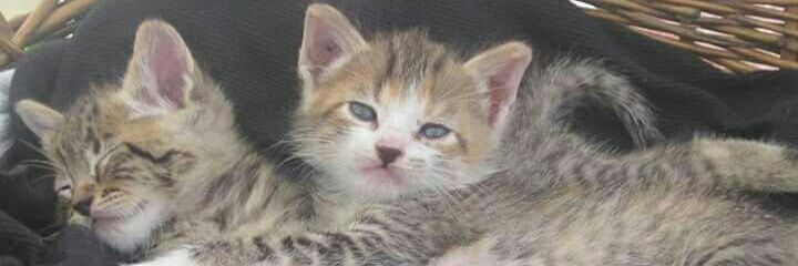Kitty_DMarcela's profile banner image