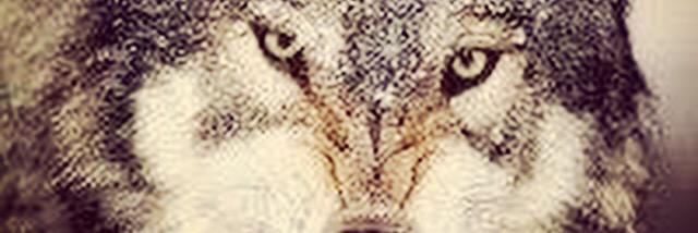 korelkoc banner