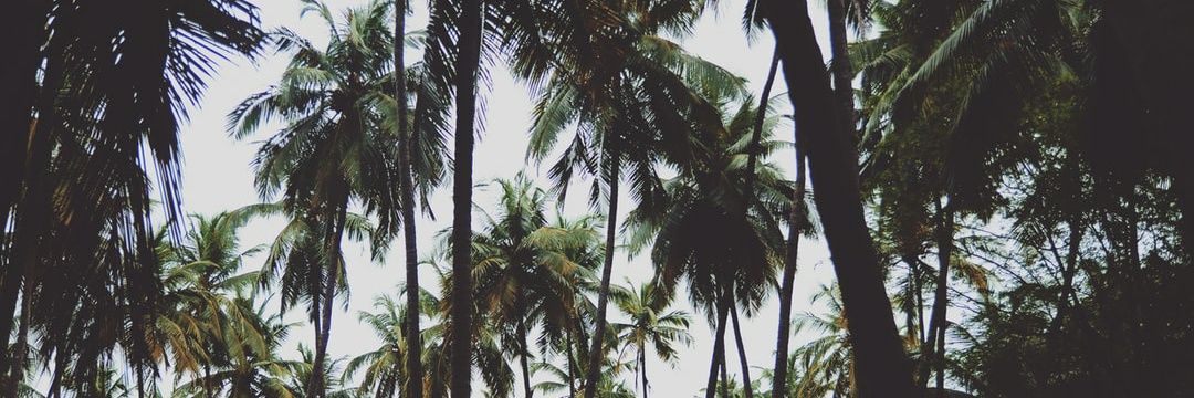 Earl No Shirt banner