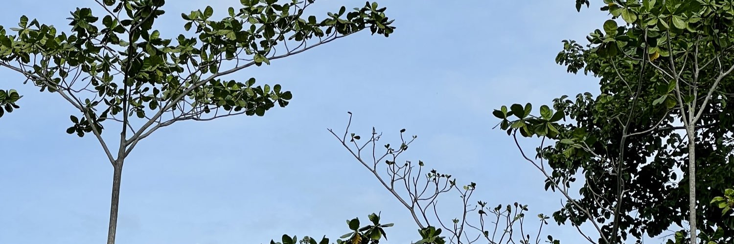 AliahChase's profile banner image