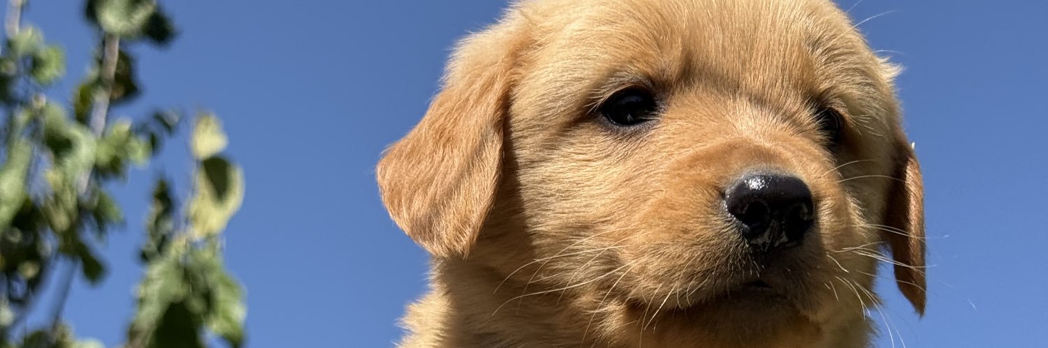 willindiaz's profile banner image