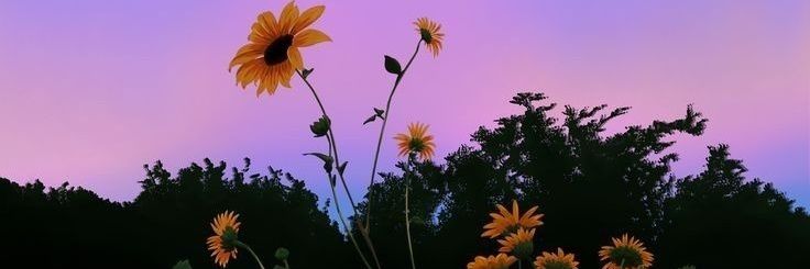 laraduarttee's profile banner image