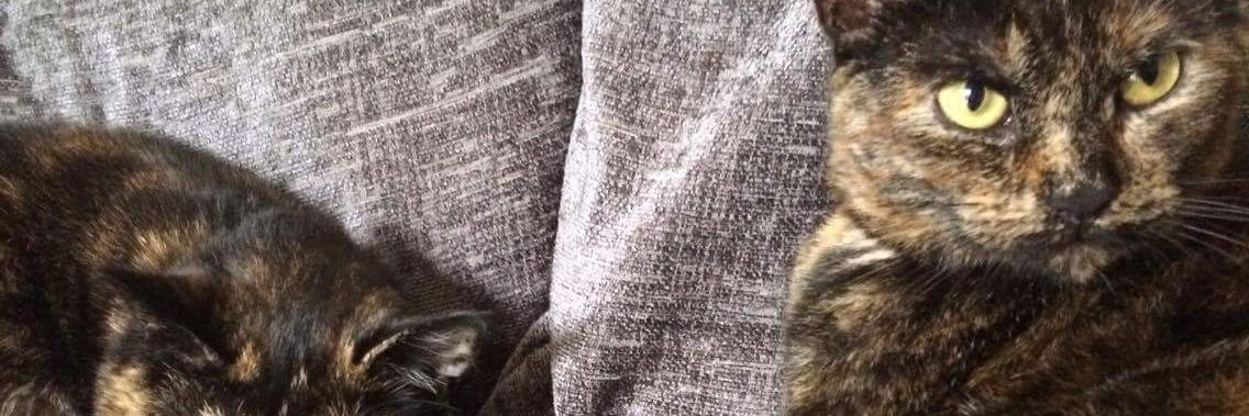 GrumpyG1t's profile banner image