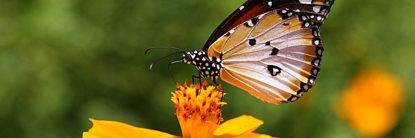 LWaruingi Profile Banner