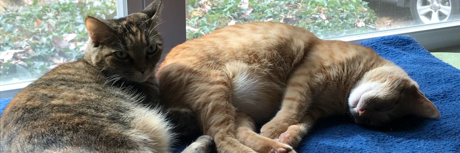 klovellew's profile banner image