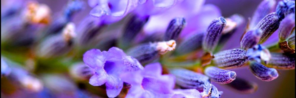 HealYourselfDoc's profile banner image