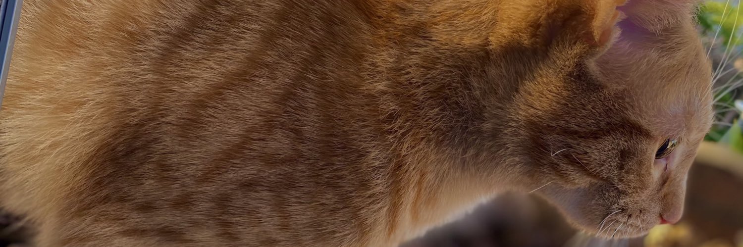 Malory_mcht's profile banner image