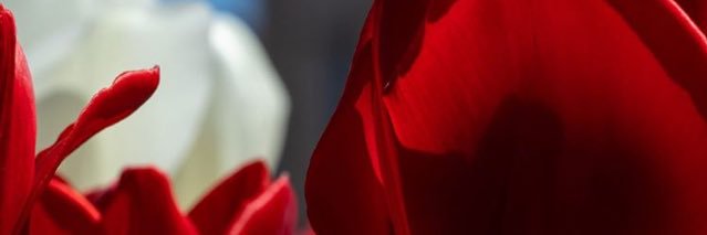 MNLannan's profile banner image