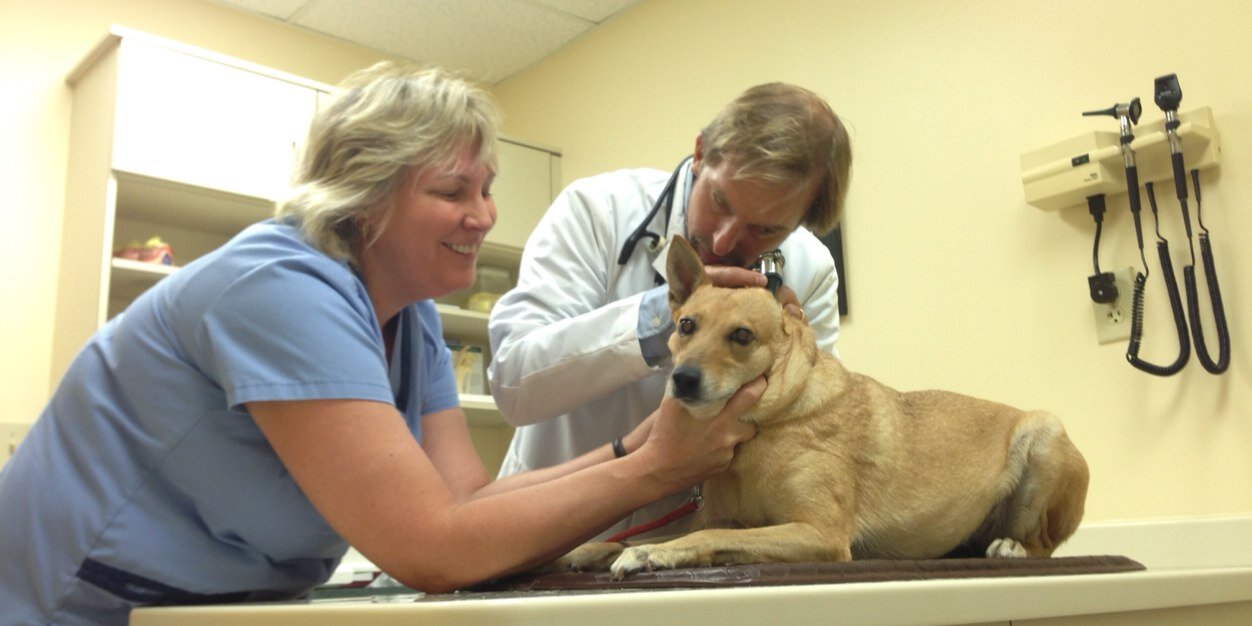 VetNews's profile banner image