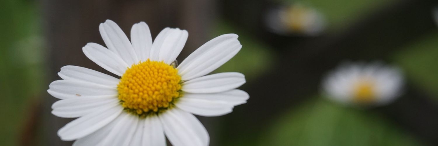 Nutellatier's profile banner image