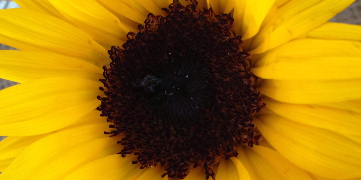 Sam_Brown29's profile banner image