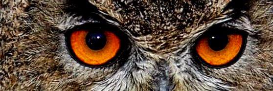 AnimalHouseWW's profile banner image