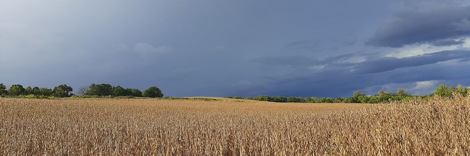Fly on the Ceiling banner