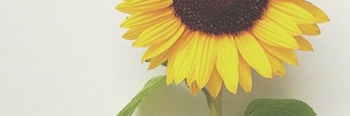 wesanneck's profile banner image