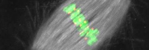 Réseau reproduction banner