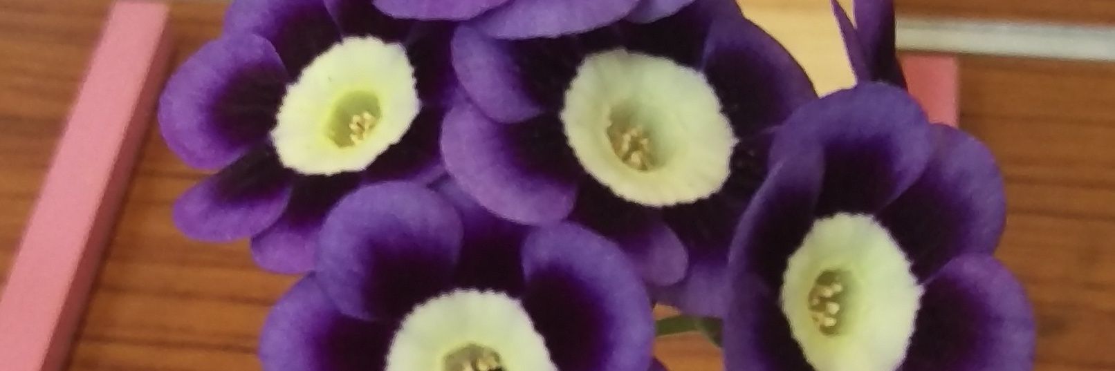 🌱Pops Plants 2 banner