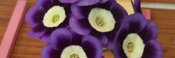 Popsplants2 Profile Banner