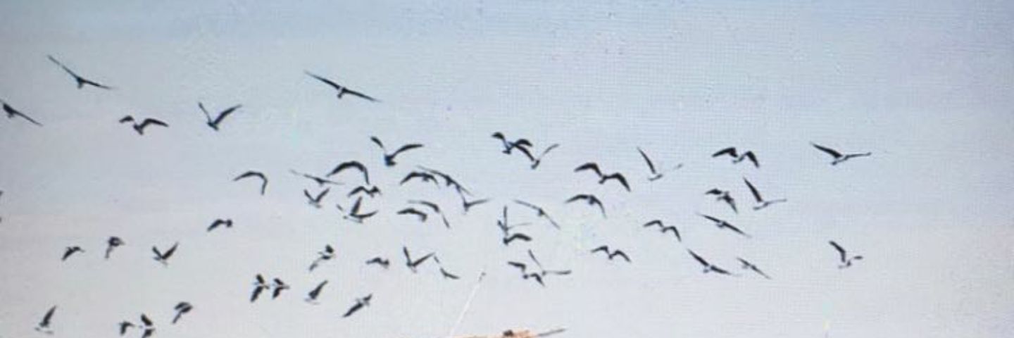 sem_a19's profile banner image
