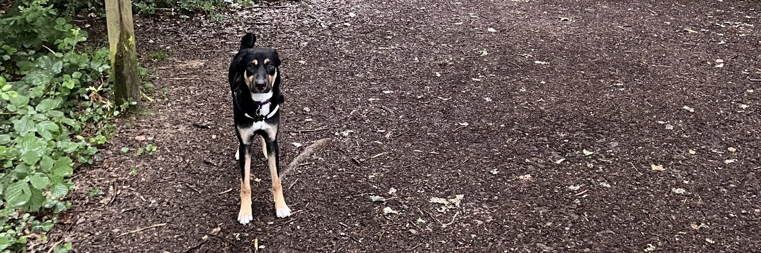 Jack  Cocking banner