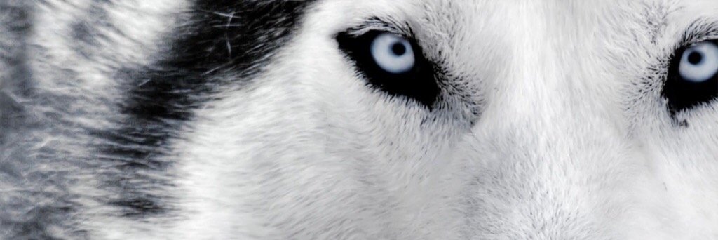 JCarlosWolves's profile banner image