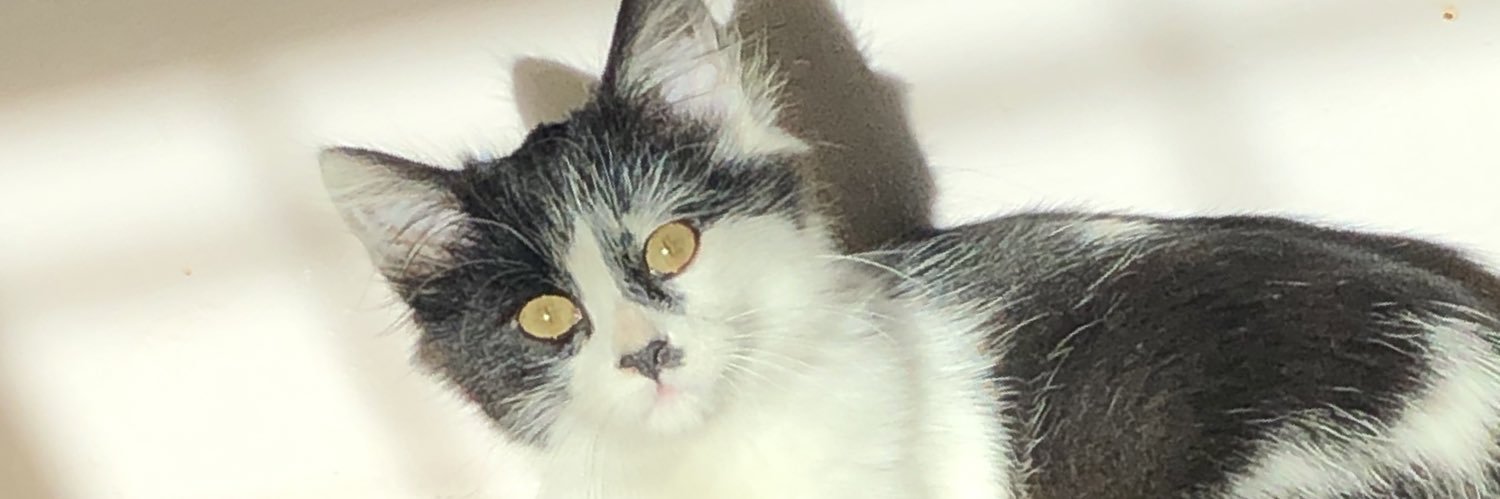 GabyVelassco's profile banner image