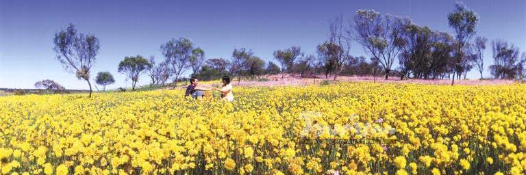 Prof Livia Hool banner