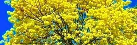 Wesley | Marques🏳️‍🌈 banner