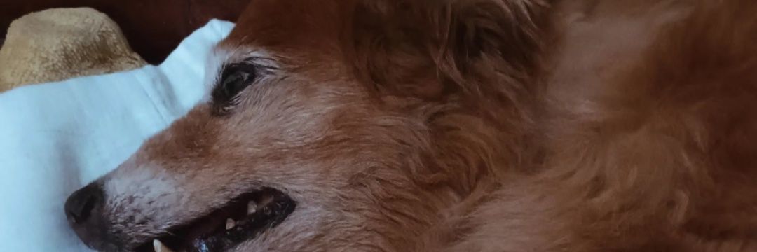 jessrockn's profile banner image