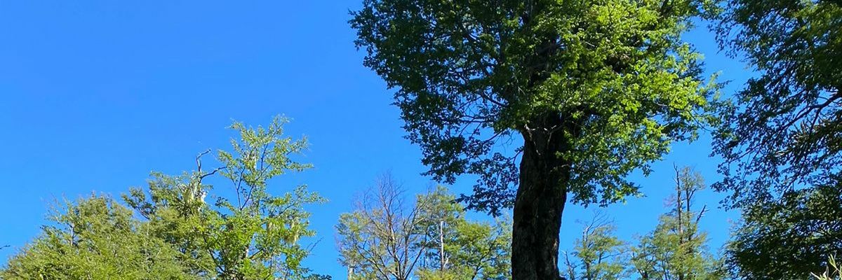Perico perez banner