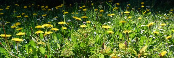 SigneBSoelberg Profile Banner