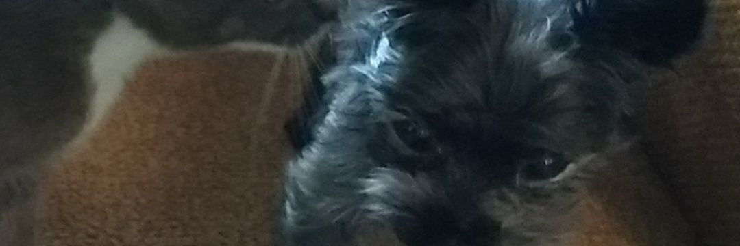 ninedogs3's profile banner image