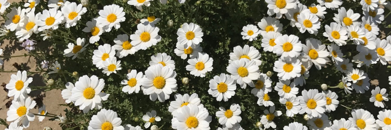 YasmineCieri's profile banner image