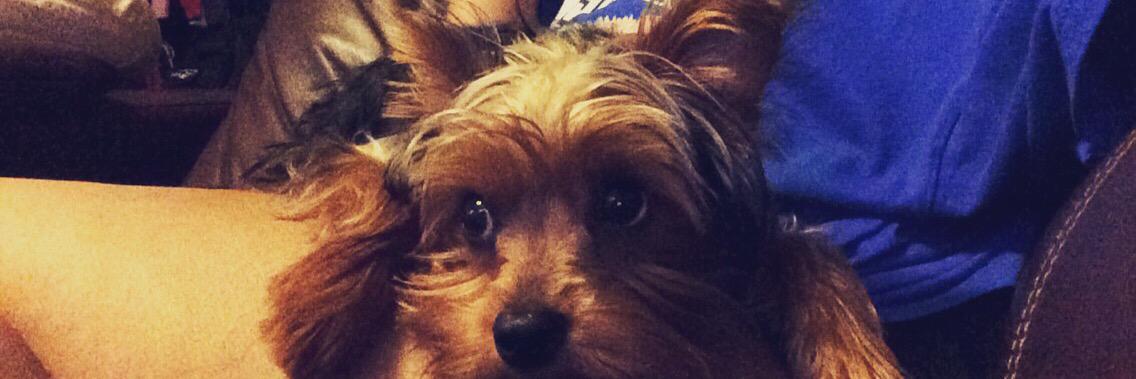 dolce___cuore's profile banner image
