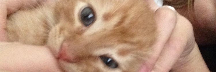 julidavidovich's profile banner image