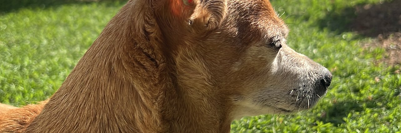 Sofiaegg's profile banner image