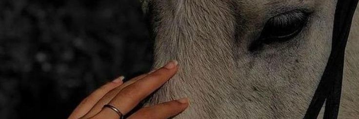 Nina •• banner