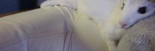 lebreleprosa's profile banner image