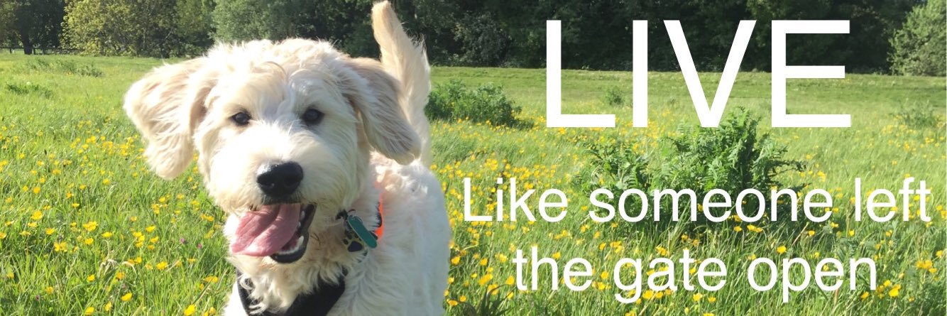 LabraDudeAlpha's profile banner image