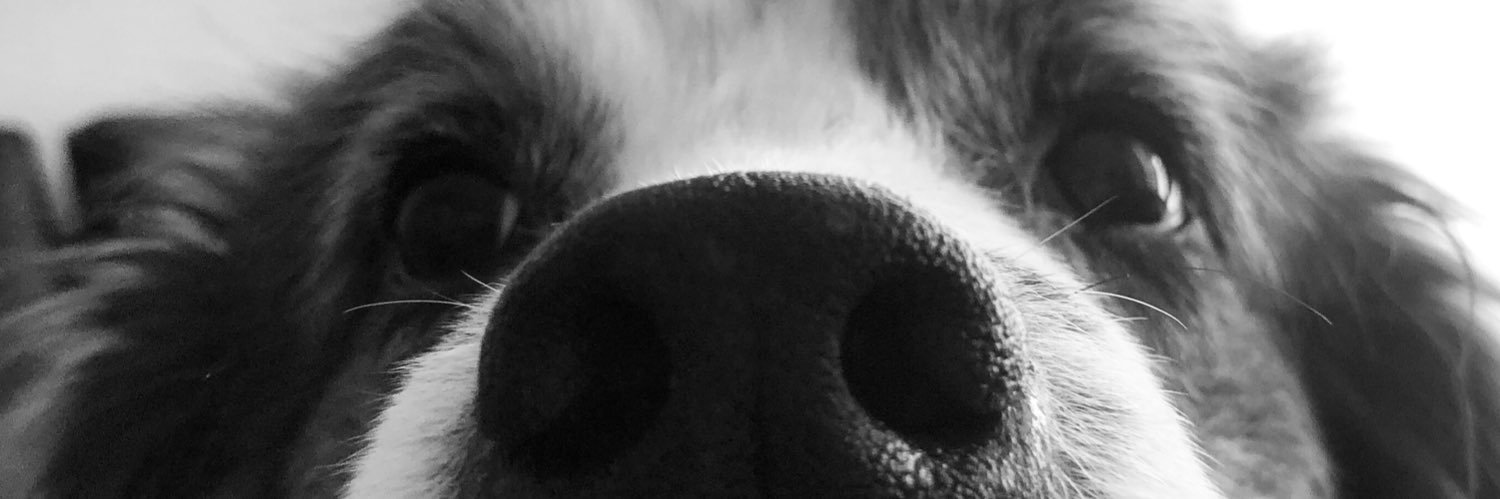 soyeveline's profile banner image
