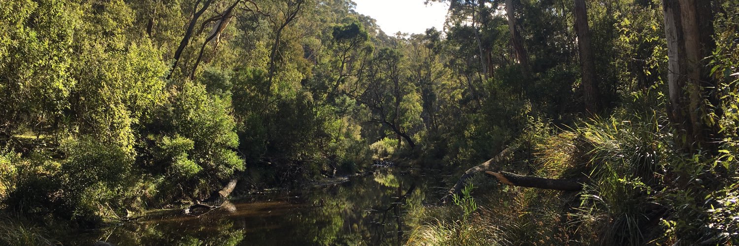 seanna davidson banner