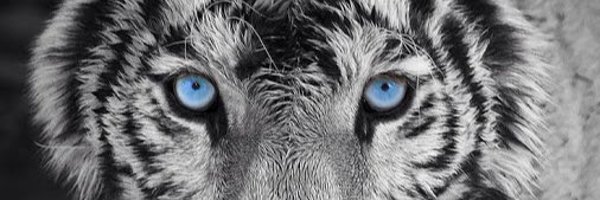 kwang5andy Profile Banner