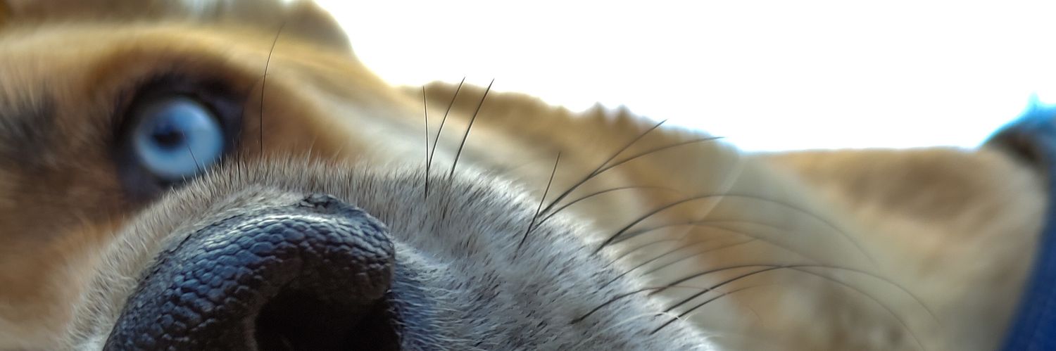 ThRomantic's profile banner image