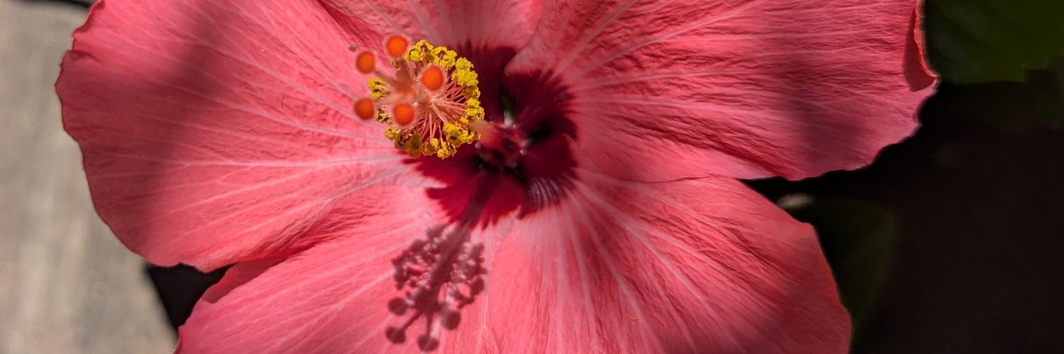 Blue in Kansas 🇺🇸 ☮️💙🌊🇺🇸 banner