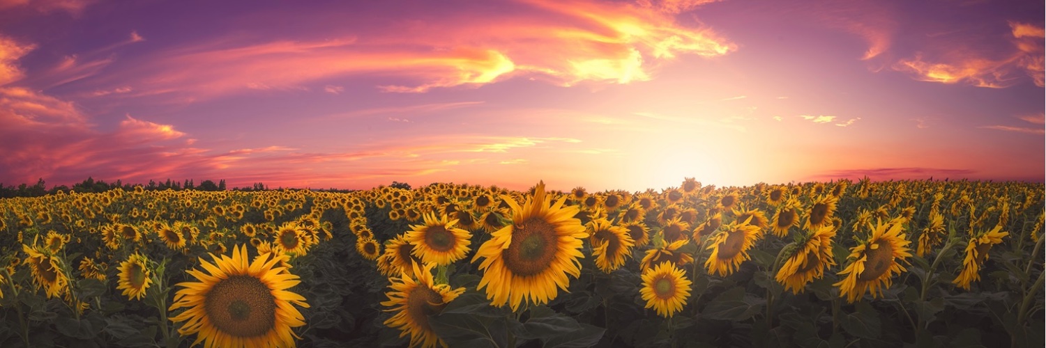 H0NEY_MFC's profile banner image
