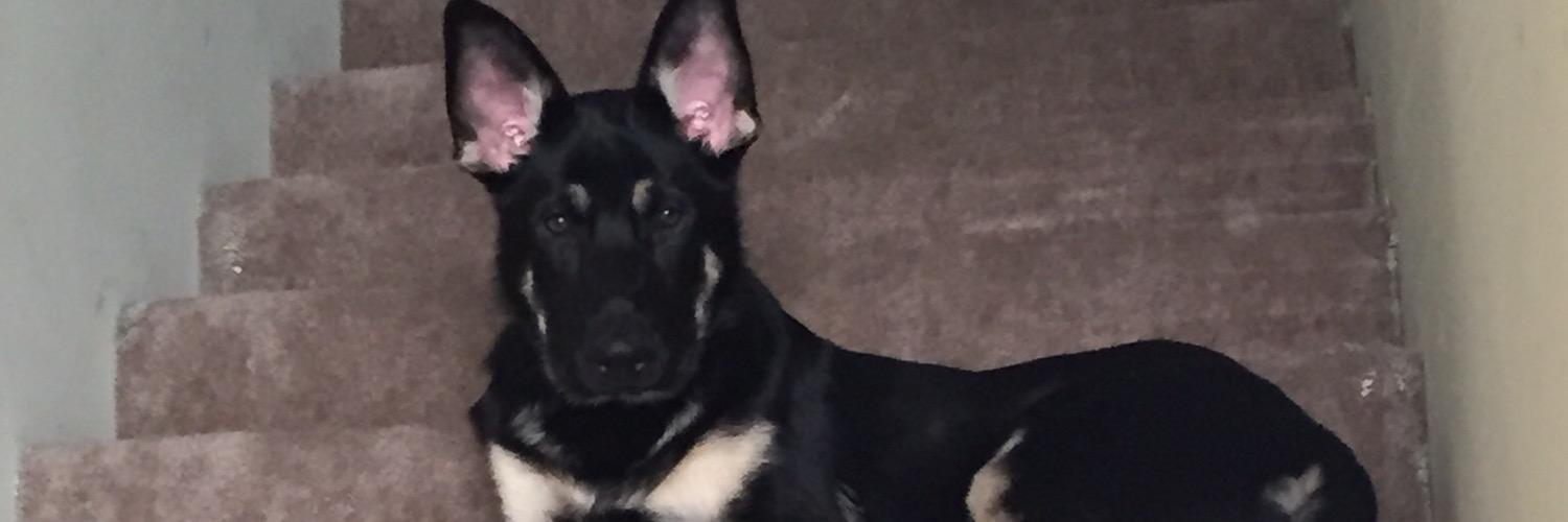 priss_hogan's profile banner image