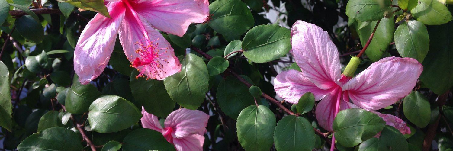 Huffmanda's profile banner image