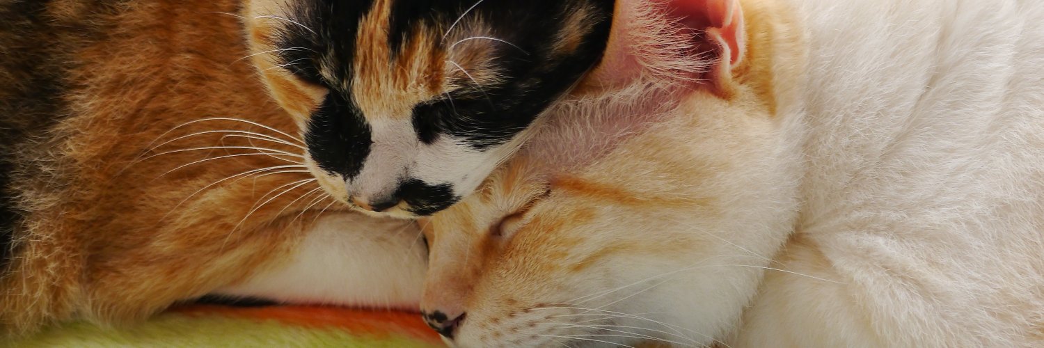 teriott's profile banner image