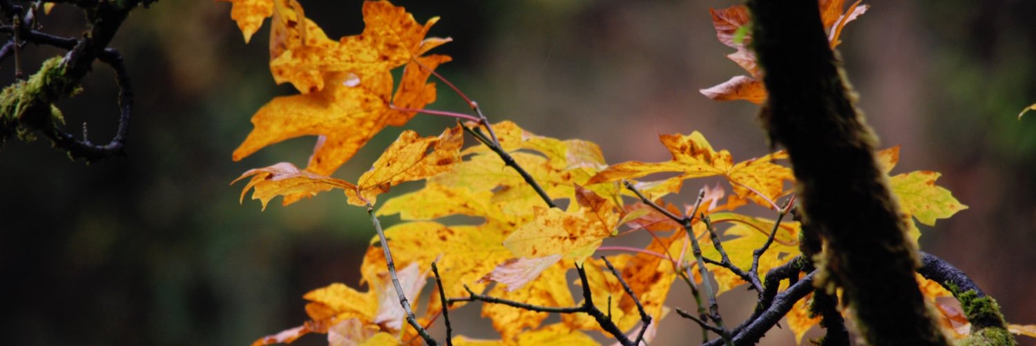 OregonPhotos's profile banner image