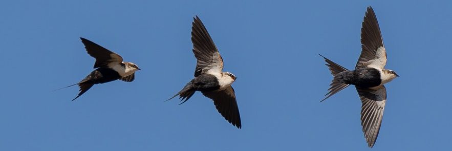 Tim Henderson banner