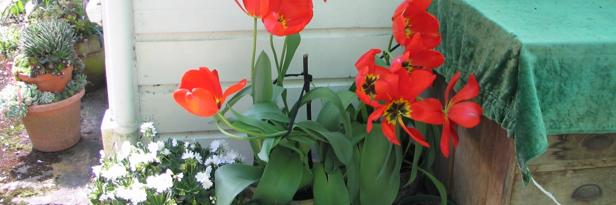 Homesteadings's profile banner image
